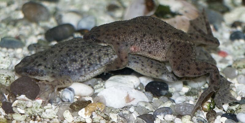 African Dwarf Frog (Hymenochirus boettgeri) — photo 1 of 5