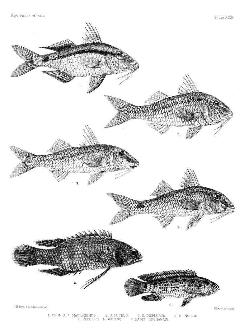 Badis (Badis badis) — photo 3 of 5