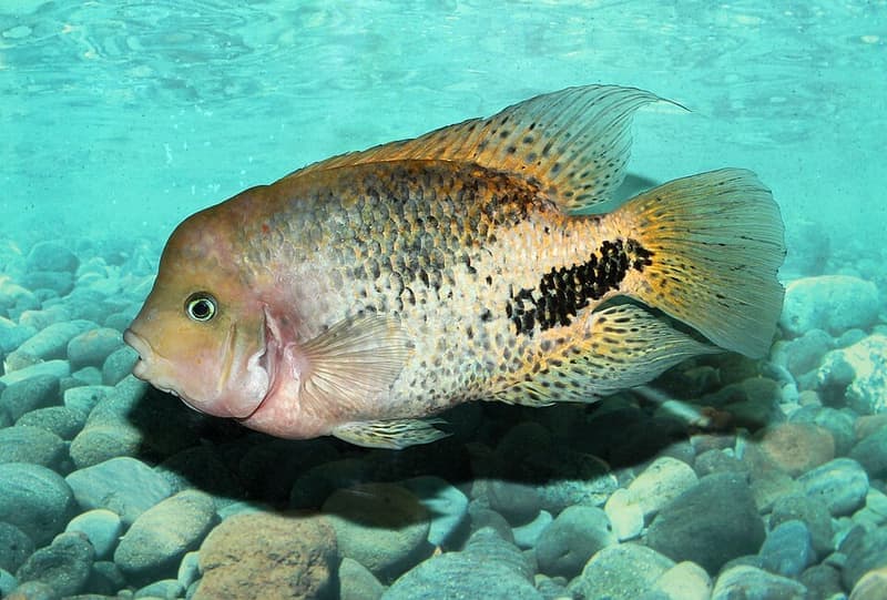 Black Belt Cichlid (Vieja melanura) — photo 3 of 5