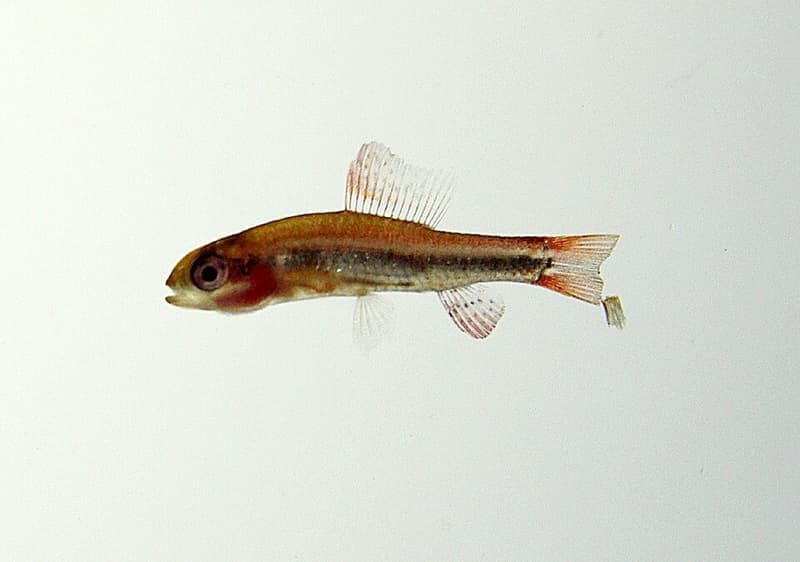 Black Darter Tetra (Poecilocharax weitzmani) — photo 1 of 1