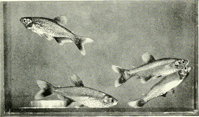Bloodfin Tetra (Aphyocharax anisitsi) — photo 2 of 3