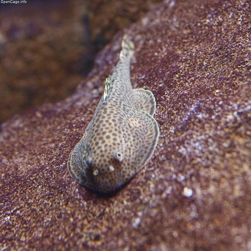 Butterfly Hillstream Loach (Beaufortia kweichowensis) — photo 1 of 1