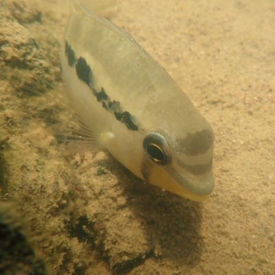 Dolphin Cichlid