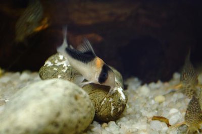 Duplicareus Corydoras