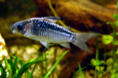 Elegant Cory
