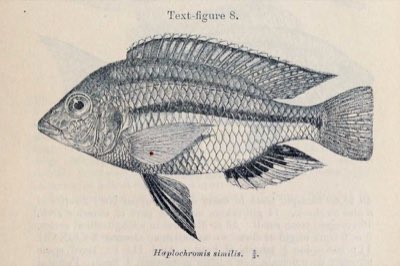 Fire Blue Empress Cichlid