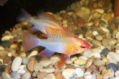 German Blue Ram