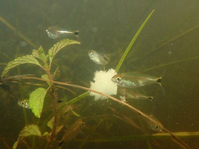 Gold Tetra