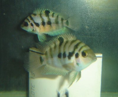 Panama Convict Cichlid