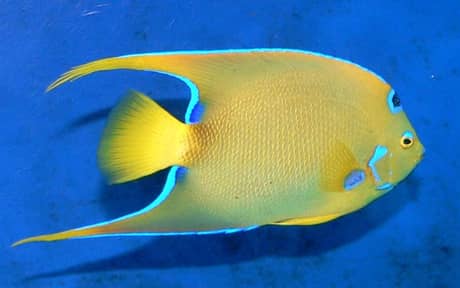 Queen Angelfish