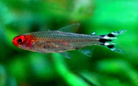Rummy-nose Tetra
