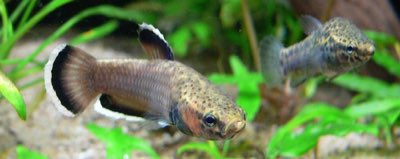Strawberry Betta