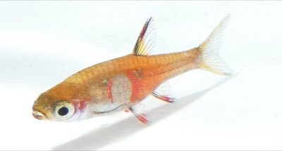 Strawberry Rasbora