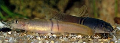 Sumo Loach
