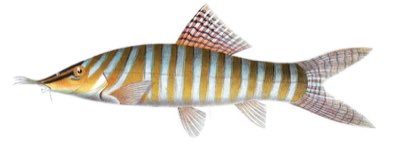 Tiger Loach