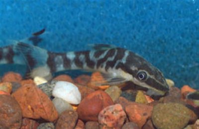 Tiger Otocinclus
