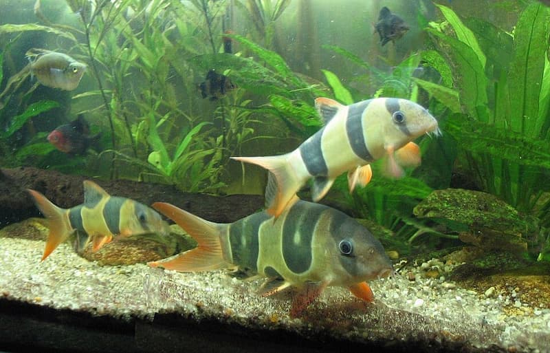 Clown Loach (Chromobotia macracanthus) — photo 2 of 5