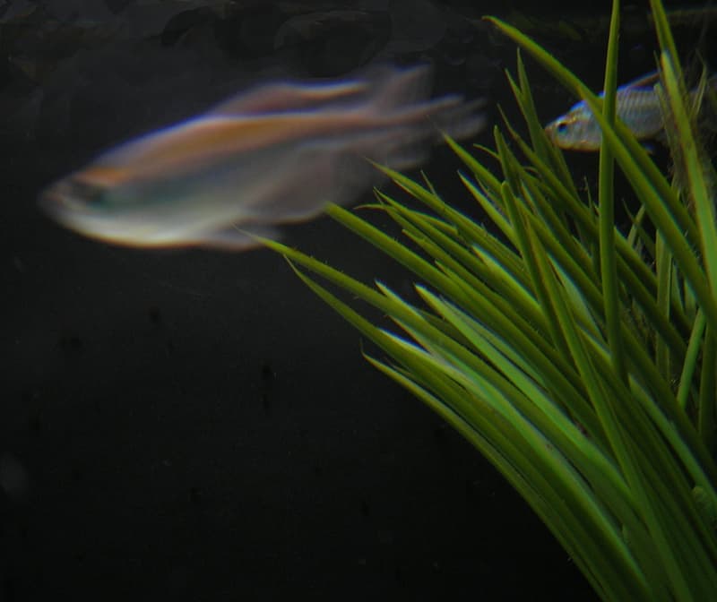 Congo Tetra (Phenacogrammus interruptus) — photo 3 of 5