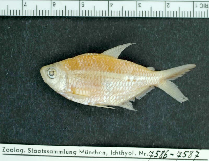 Costa's Tetra (Moenkhausia costae) — photo 1 of 2
