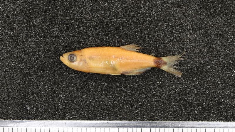Dawn Tetra (Aphyocharax nattereri) — photo 1 of 1