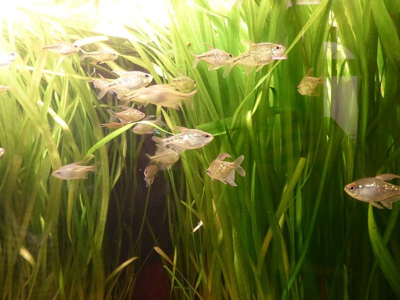 Diamond Tetra (Moenkhausia pittieri) — photo 4 of 5