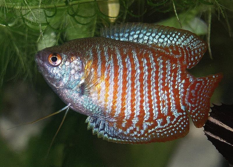 Dwarf Gourami (Trichogaster lalius) — photo 3 of 5