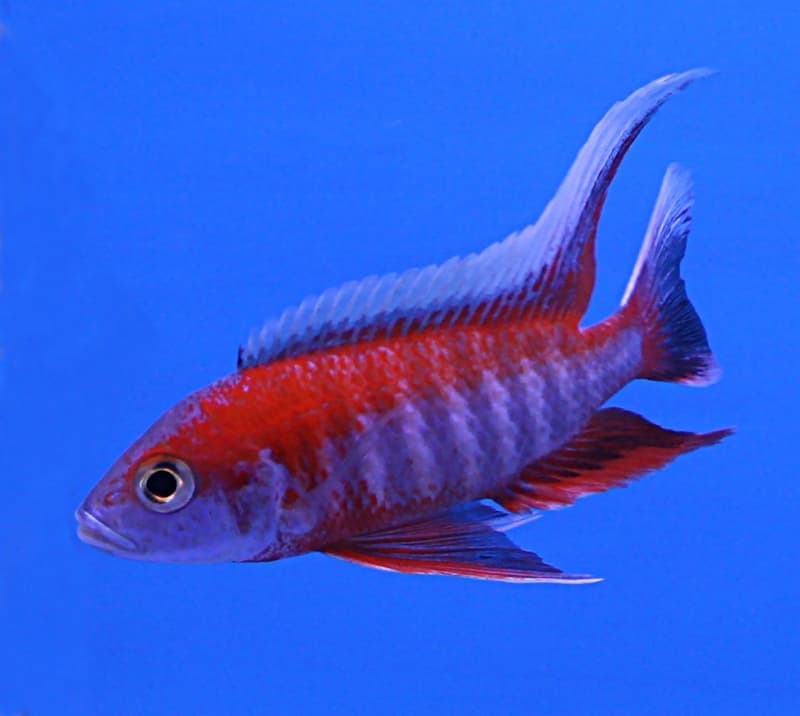 Eureka Red Peacock Cichlid (Aulonocara jacobfreibergi) — photo 1 of 1