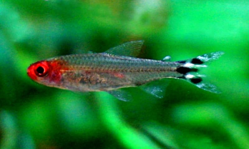 Firehead Tetra (Hemigrammus bleheri) — photo 1 of 5