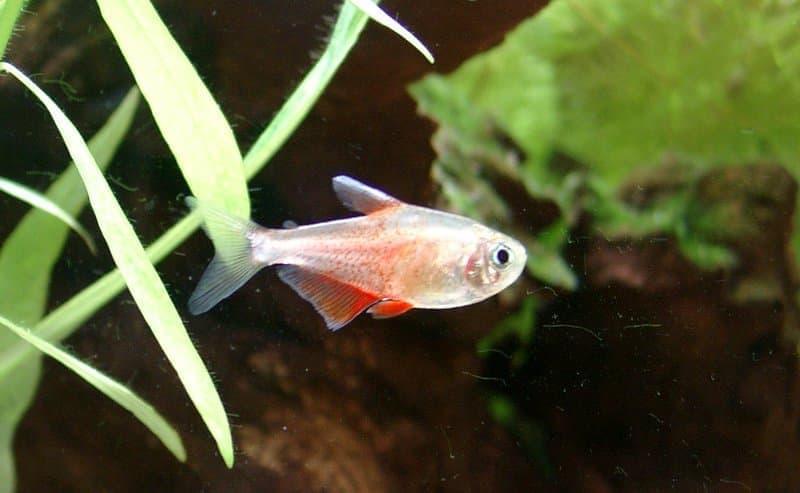 Flame Tetra (Hyphessobrycon flammeus) — photo 1 of 5
