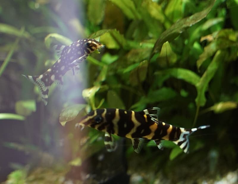 Gold Zebra Loach (Botia histrionica) — photo 3 of 3