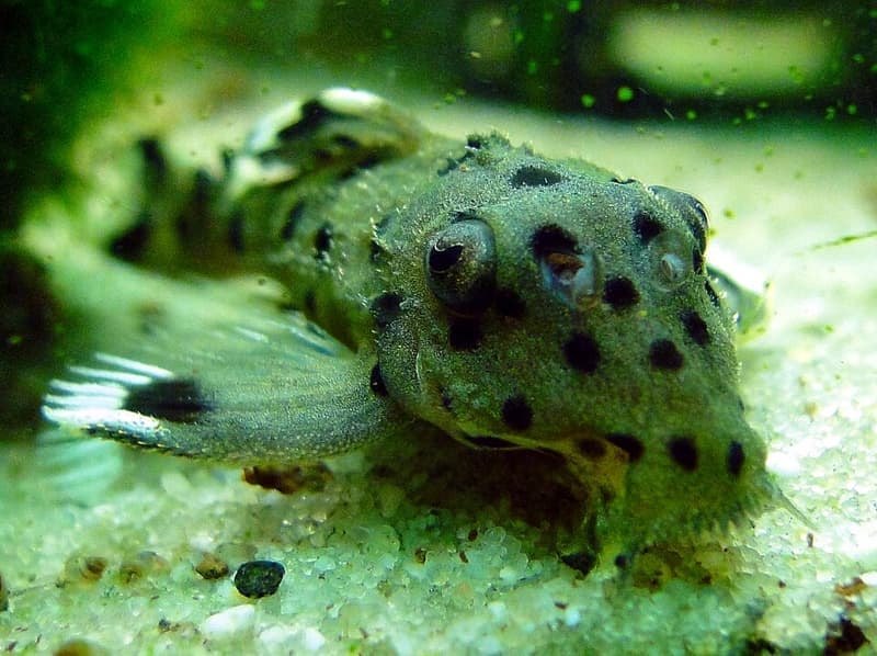 Goldie Pleco (Leporacanthicus joselimai) — photo 1 of 1