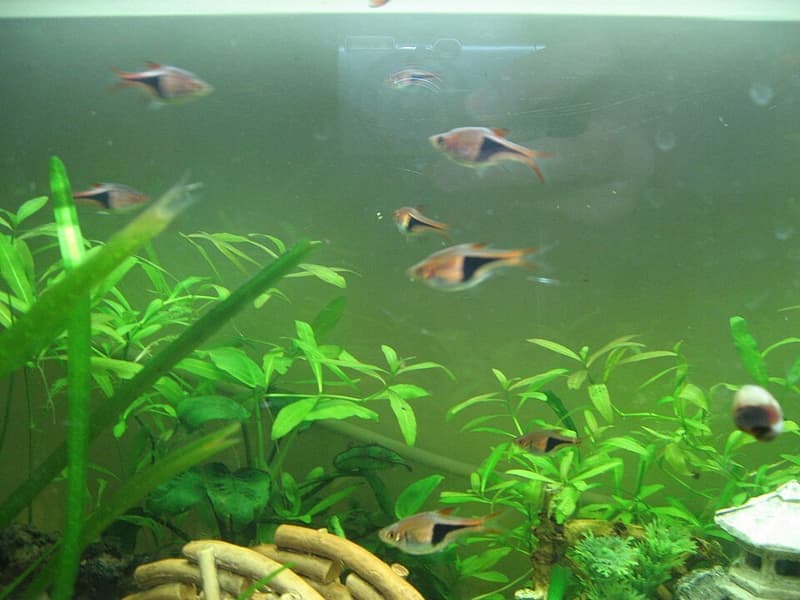 Harlequin Rasbora (Trigonostigma heteromorpha) — photo 1 of 5