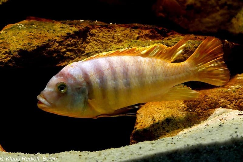 Ice Blue Cichlid (Maylandia greshakei) — photo 1 of 1