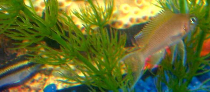 Kribensis (Pelvicachromis pulcher) — photo 5 of 5