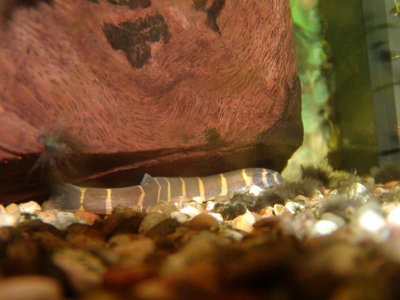 Kuhli Loach (Pangio kuhlii) — photo 2 of 5
