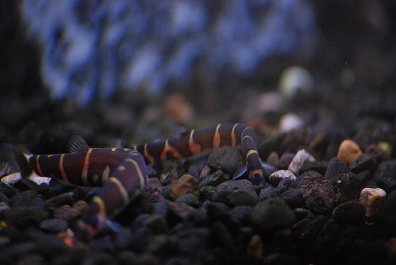 Kuhli Loach (Pangio kuhlii) — photo 3 of 5