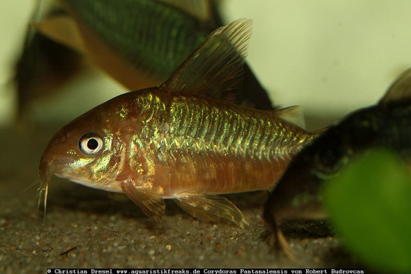 Pantanal Corydoras (Corydoras pantanalensis) — photo 1 of 1