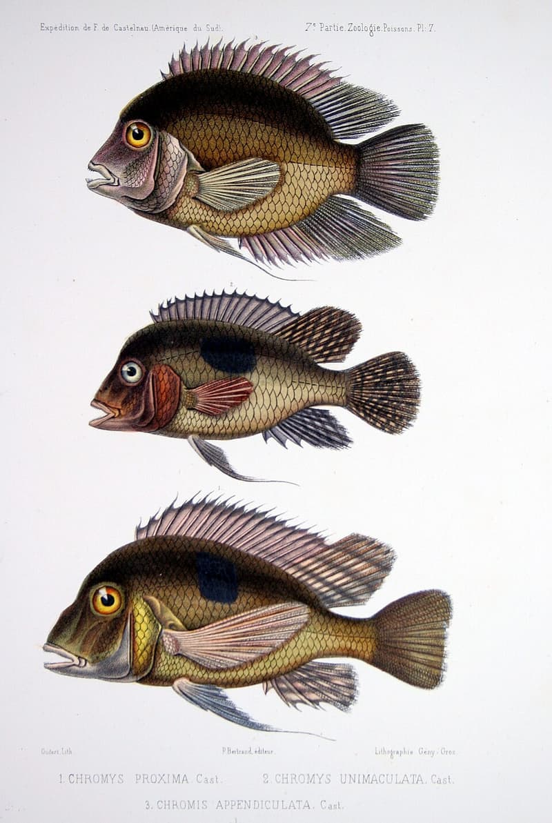 Pearl Cichlid (Geophagus brasiliensis) — photo 2 of 5