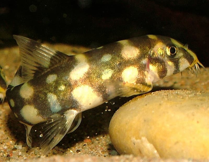 Polka-dot Loach (Botia kubotai) — photo 2 of 3