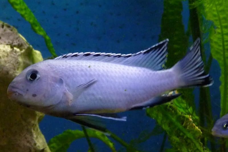 Powder Blue Cichlid (Chindongo socolofi) — photo 1 of 1