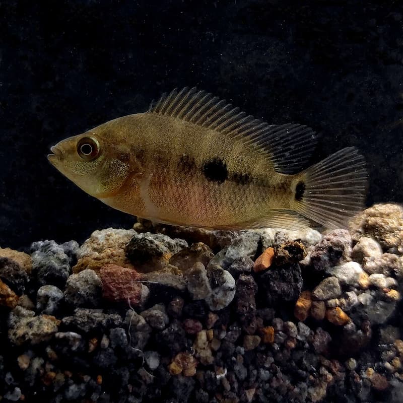 Red Devil Cichlid (Amphilophus labiatus) — photo 4 of 5