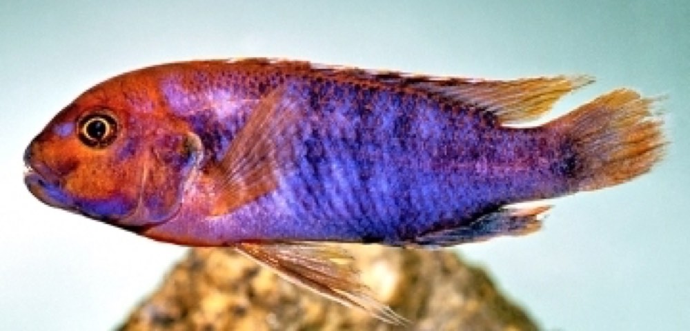Rusty Cichlid (Iodotropheus sprengerae) — photo 1 of 1