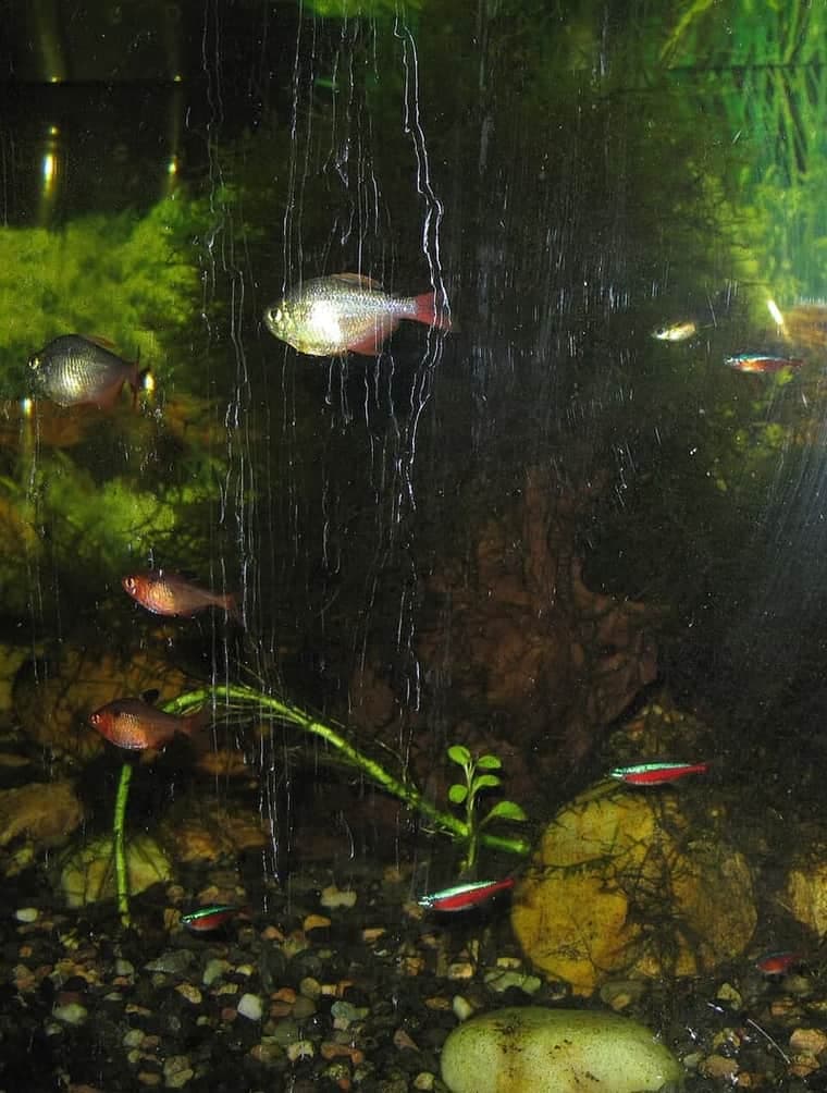 Serpae Tetra (Hyphessobrycon eques) — photo 3 of 5