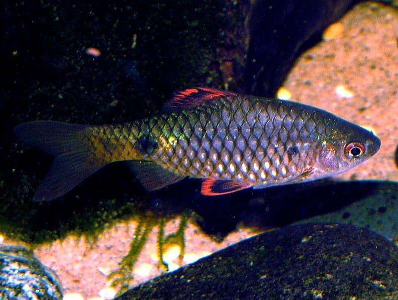 Stoliczka's Barb (Pethia stoliczkana) — photo 1 of 3