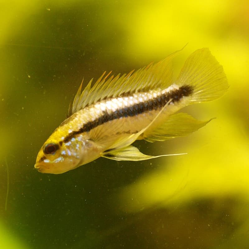 Three-striped Dwarf Cichlid (Apistogramma trifasciata) — photo 2 of 5