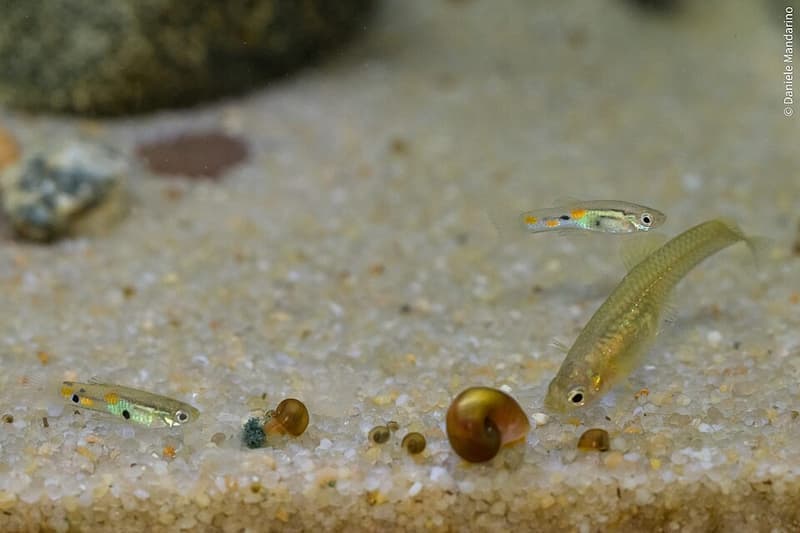Trinidad Guppy (Poecilia obscura) — photo 1 of 1