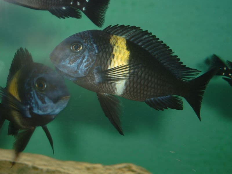 White Spotted Cichlid (Tropheus duboisi) — photo 1 of 3