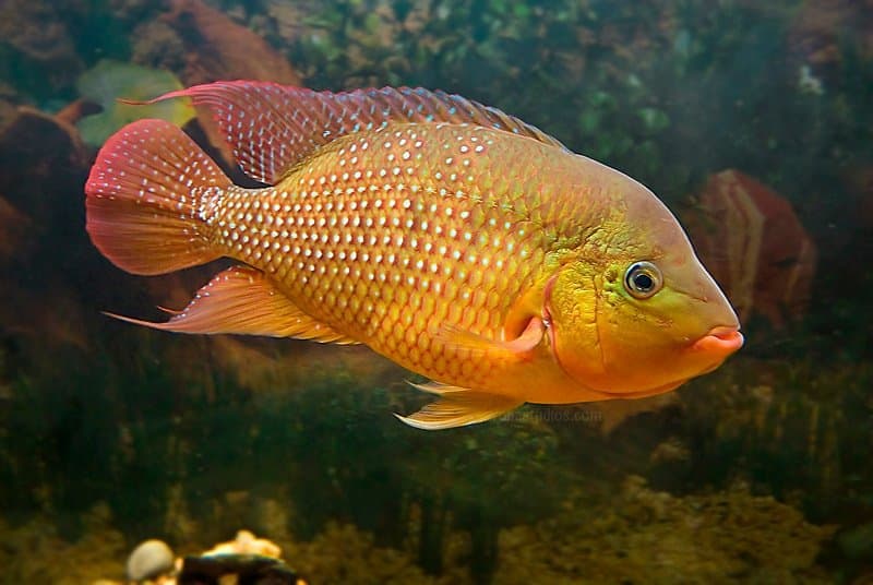 True Red Terror Cichlid (Mesoheros festae) — photo 1 of 3