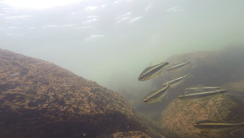 Xingu Black Neon Tetra (Moenkhausia heikoi) — photo 1 of 1